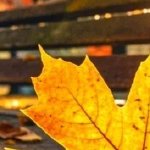 ��ɺӣ���ĸ��